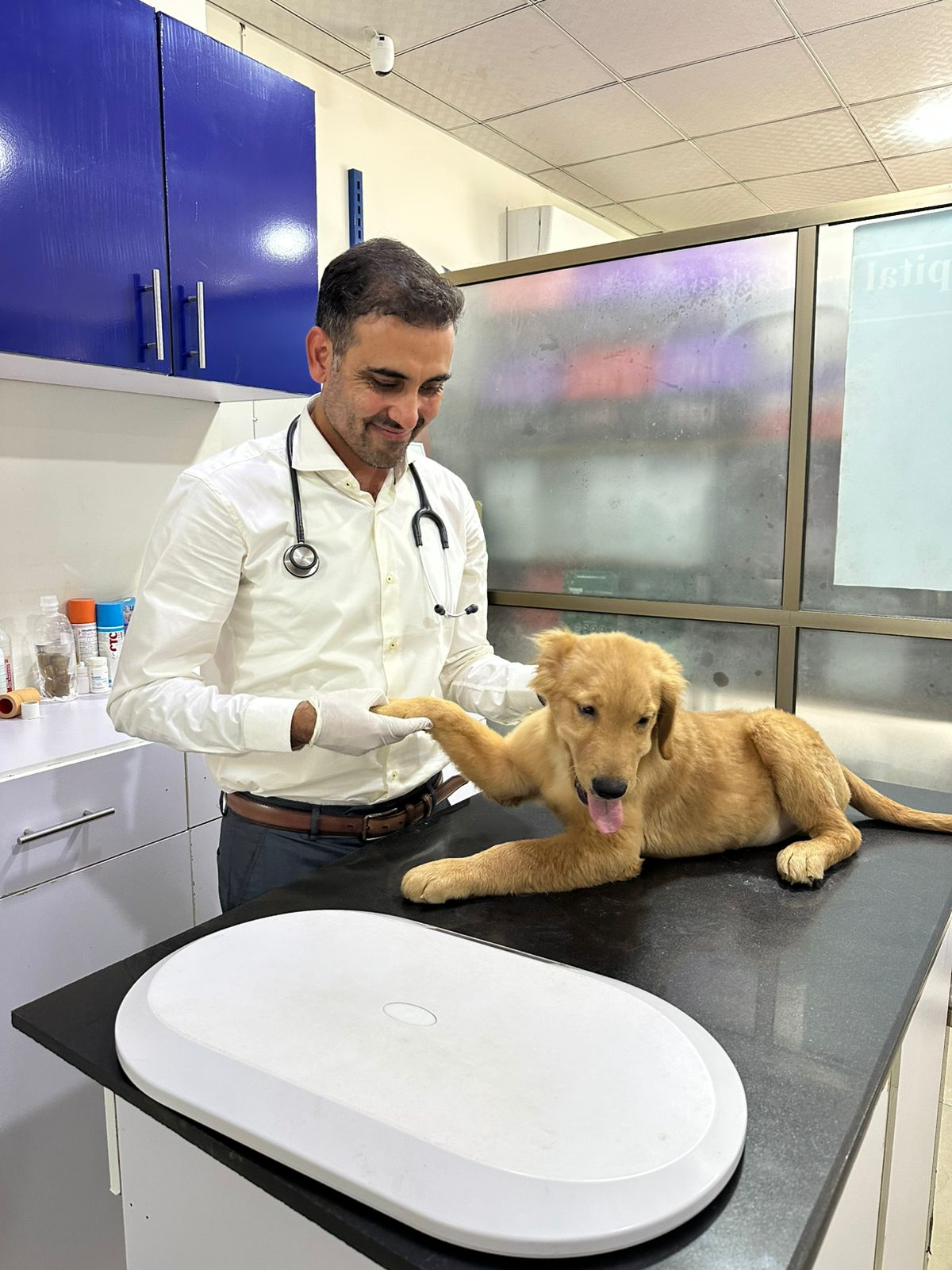 Veterinarian examining a puppy at Pets Care BTK
